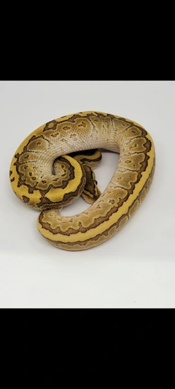 Kingpin Ball Python by Royal Morph Creations