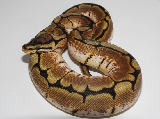 Spider Mutation Royal Python Spider 66% Het For Piebald Ball Python by Rocky Mountain Royal Ball Pythons