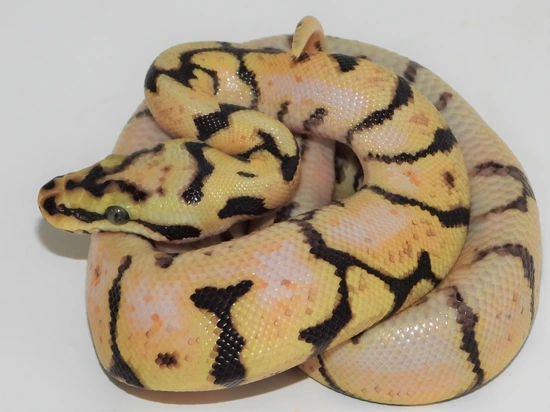 Bumble Bee 100% Het Piebald Ball Python by Rocky Mountain Royal Ball ...
