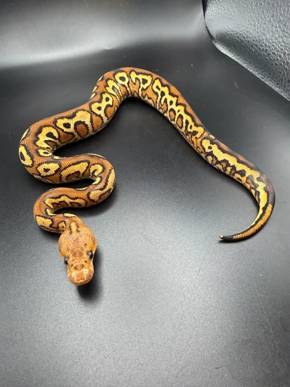Pompeii Python Pompeii (RS SN BP YB) Ball Python by Nash’s Exotics