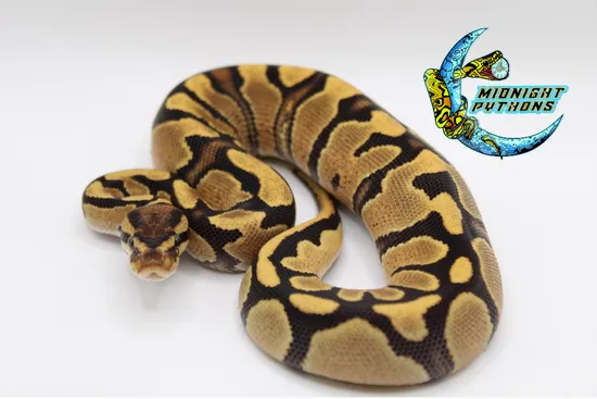 Orange Dream Yellowbelly Fire Pos Het Pied Ball Python by Midnight Pythons