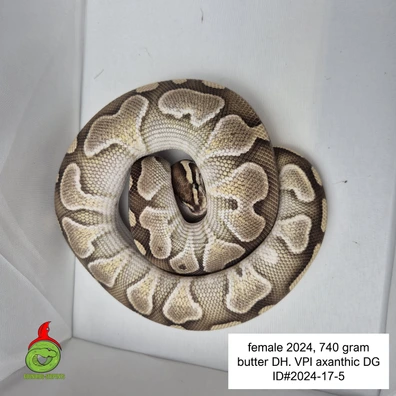 Butter Dh VPI Axanthic DG Ball Python - female for sale from Roundhog serpents