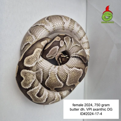 Butter Dh VPI Axanthic Dg Ball Python - female for sale from Roundhog serpents