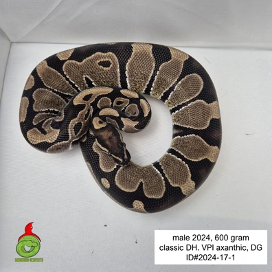 Group 1.4 DH VPI Axanthic DG Ball Python - female for sale from Roundhog serpents