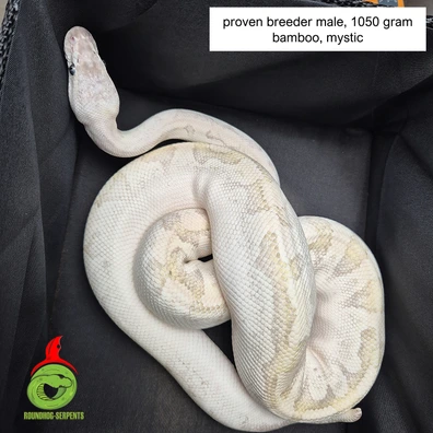Bamboo Mystic Ball Python - male for sale from Roundhog serpents