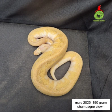 Champagne Clown Ball Python - male for sale from Roundhog serpents