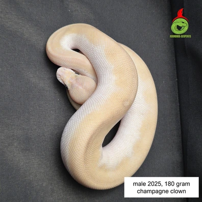 Champagne Clown Ball Python - male for sale from Roundhog serpents