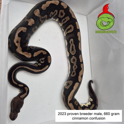 Cinnamon Confusion Ball Python - male for sale from Roundhog serpents