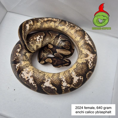 Enchi Calico Yb Or Asphalt Ball Python - female for sale from Roundhog serpents