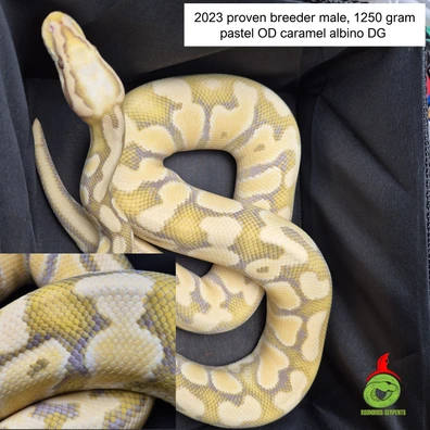 Pastel OD Caramel Albino DG Ball Python - male for sale from Roundhog serpents