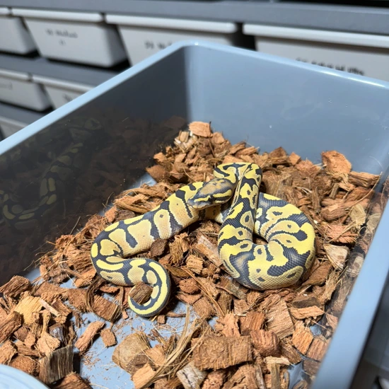 OD Hypo DG Ball Python by CREATOR