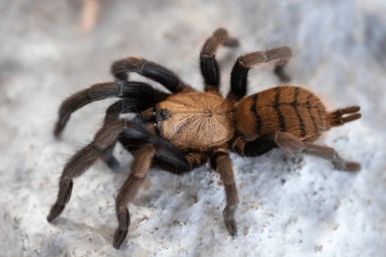 Chilobrachys Fimbriatus(Indian Violet) Tarantula by Robin Exotics