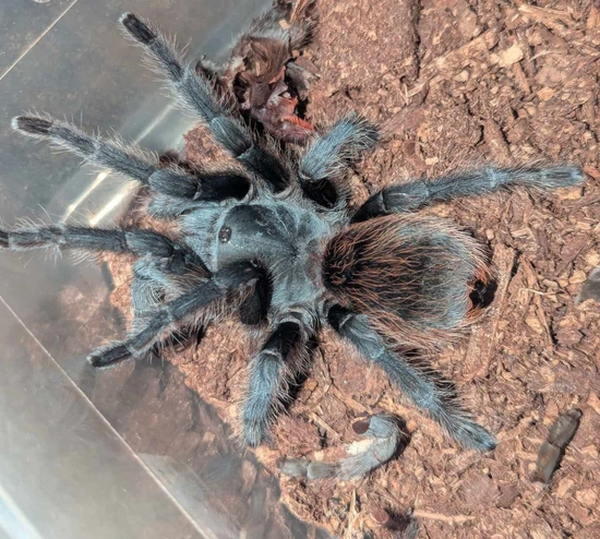 Aphonopelma Peloncillo(Peloncillo Mountains Tarantula) by Robin Exotics