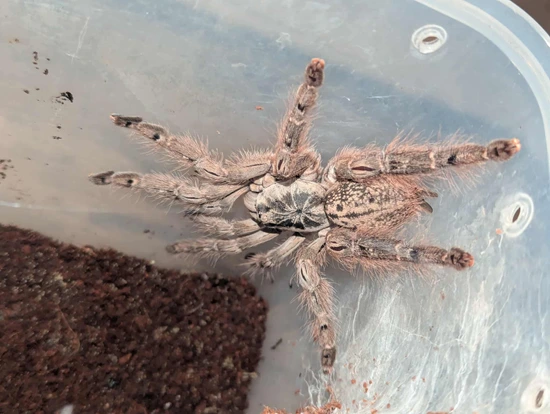 Togo Starburst Baboon( Heteroscodra Maculata) Tarantula by Robin Exotics