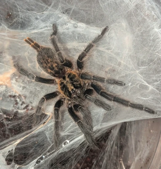 Heterothele Villosella (Tanzanian Chestnut Baboon) Tarantula by Robin ...