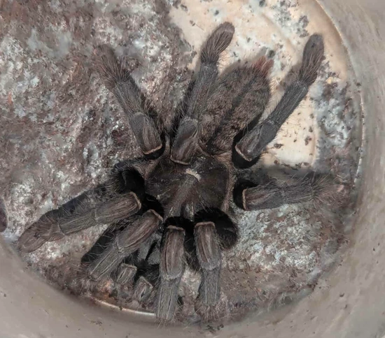 Cyriopagopus Sp Big Black (Thailand Big Black) Tarantula by Robin Exotics