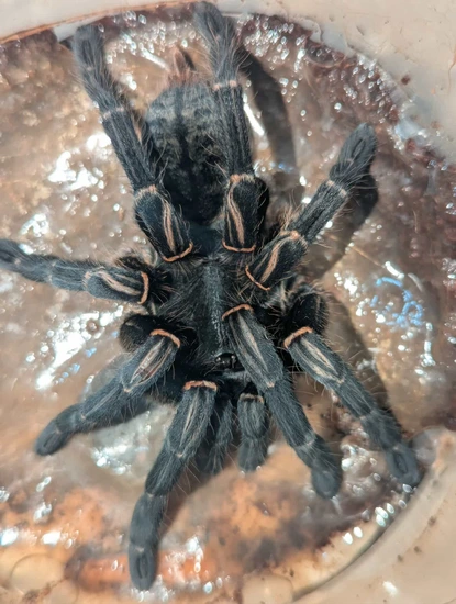 Cyriopagopus Longipes (Cambodian Earth Tiger Tarantula) by Robin Exotics