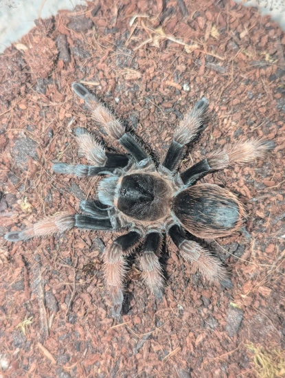 Brachypelma Klassi 