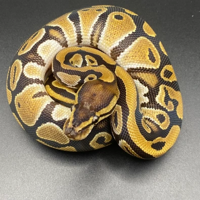 Het Clown Het Piebald Ball Python - female for sale from Rockeye Royals