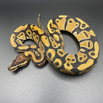 Yellowbelly Het Clown Het Piebald Ball Python - male for sale from Rockeye Royals