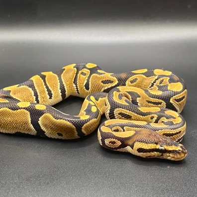Het Clown Het Piebald Ball Python - male for sale from Rockeye Royals