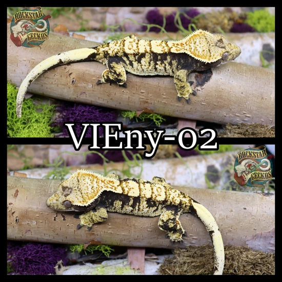 Classic Extreme Crested Gecko by Rockstar Geckos