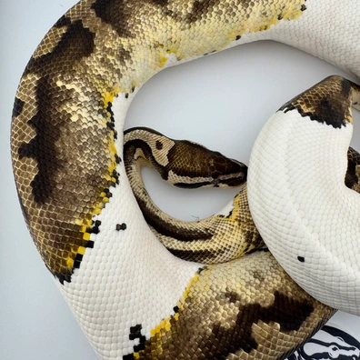 Animals For Sale | MorphMarket