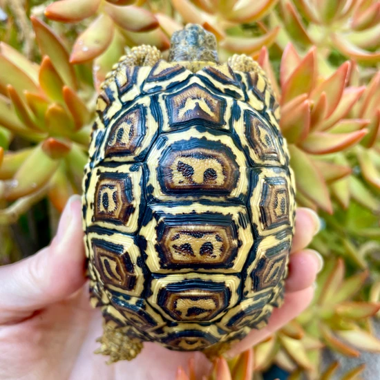South African Leopard Tortoise #1 by Rodriguez Chelonians