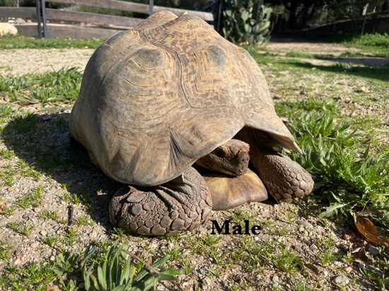 1.1 South African Leopard Tortoise Adults by Rodriguez Chelonians