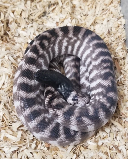 2022 .1 Axanthic Blackheaded Python W/ 100% Het Male Black-Headed ...