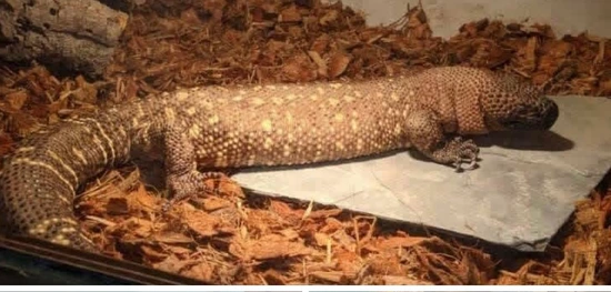 Rio Fuerte Beaded Lizard by The Snake Pit