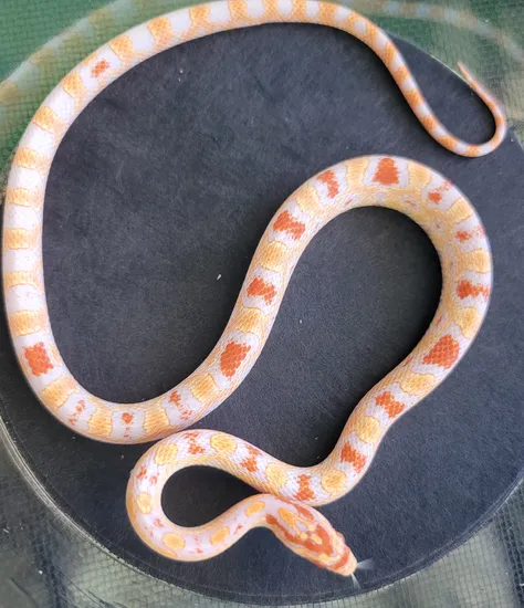 Extreme Reverse Okatee Corn Snake by R.O.G Reptiles