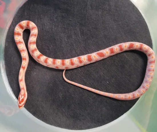 Extreme Reverse Okatee Corn Snake by R.O.G Reptiles