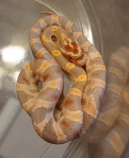 Extreme Reverse Okatee Corn Snake by R.O.G Reptiles