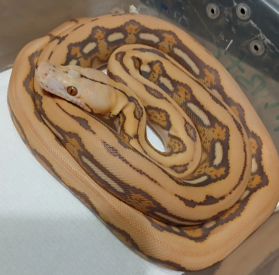 Orange Glow Tiger Female Reticulated Python by R.O.G Reptiles