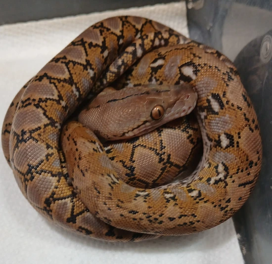 Platinum Super Dwarf Reticulated Python by R.O.G Reptiles