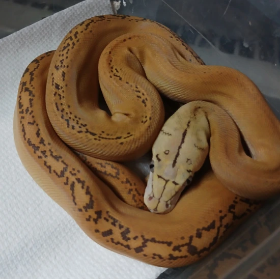 Moschino Platinum Retic Python Mochino Golden Child Platinum Reticulated Python by R.O.G Reptiles