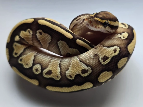 Lesser Ball Python by Nebula Morphs