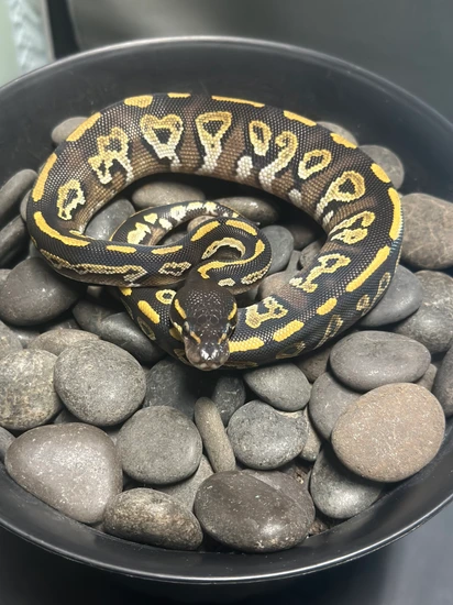 Black Head Mystic 100% Het Orange Ghost Ball Python by Hatching Roses