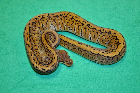Trident Pinstripe Dh Monsoon Clown Ball Python by Royalsnakes