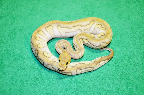 Chocolate Butter Clown Het Hypo Pos Frost Ball Python by Royalsnakes
