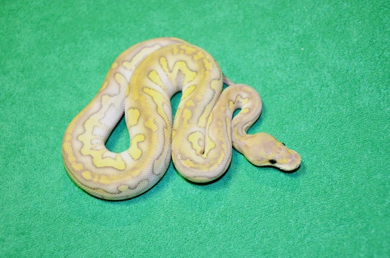 Hypo Chocolate Butter Clown Pos Frost Ball Python by Royalsnakes