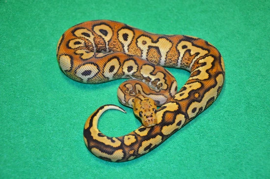 Pompeii Python Pompeii Ball Python by Royalsnakes