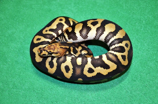 Knight Python Snake Dark Knight (Chocolate Spotnose Clown) Ball Python by Royalsnakes