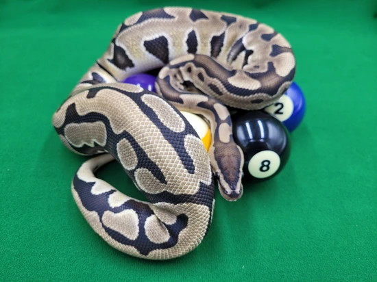 Matching Ball Python Pfp Puzzle Pair! Ball Python by Ball In Hand Pythons LLC
