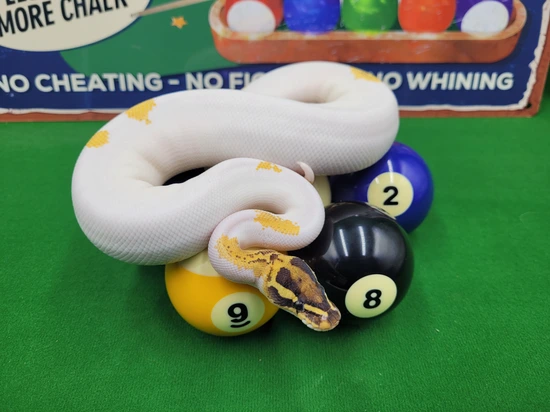 pied ball python by patchwork pythons Images High... OD Mardigras Pied Ball Python by Ball In Hand Pythons LLC