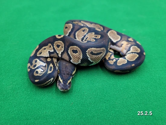 pied ball python by patchwork pythons Images High... BH Mahogany Het Pied Ball Python by Ball In Hand Pythons LLC
