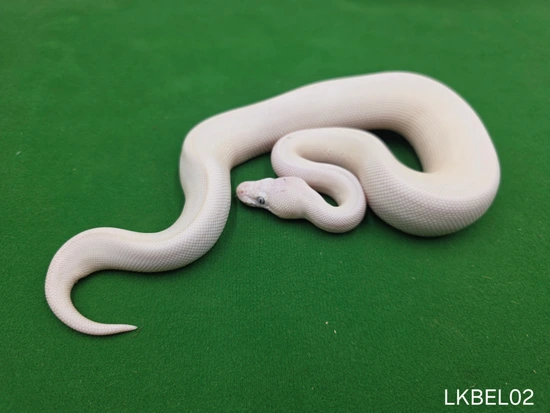 Lesser Mojave Raven Ball Python by Ball In Hand Pythons LLC