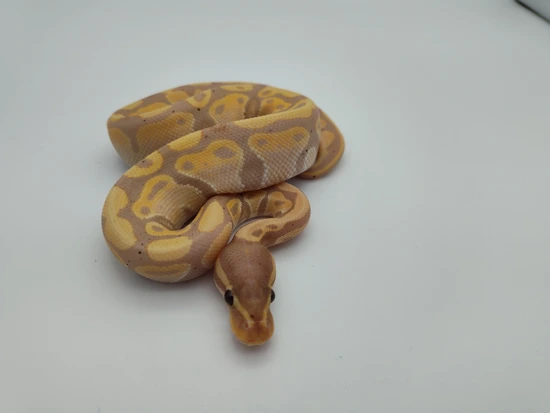 Banana Het DG (Female Maker) Ball Python by Royal Hydra