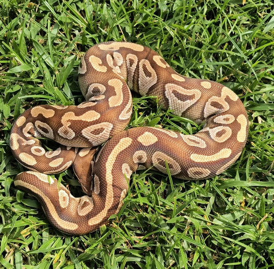 Mojave Het Ultramel (PB) Ball Python by Royal Hydra